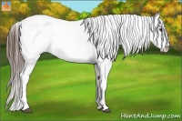 Horse Color:Liver Chestnut Appaloosa  Brindle