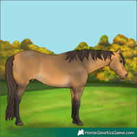 Horse Color:Buckskin