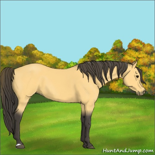 Horse Color:Buckskin 