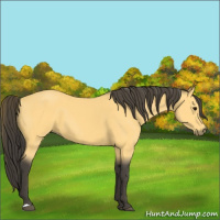 Horse Color:Buckskin
