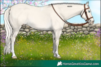 Horse Color:Cremello Dun Tobiano 
