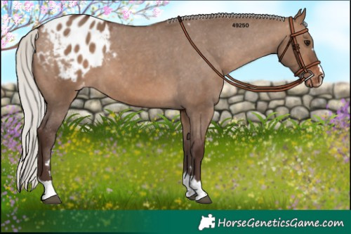 Horse Color:Silver Brown Dun Appaloosa 
