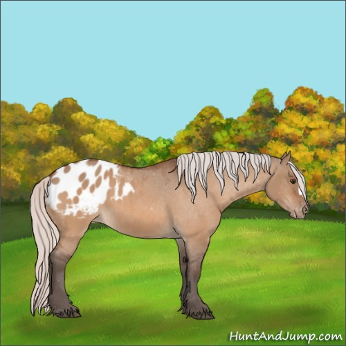 Horse Color:Silver Brown Dun Blanket 
