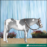 Horse Color:Silver Bay Chinchilla Splash Tobiano 