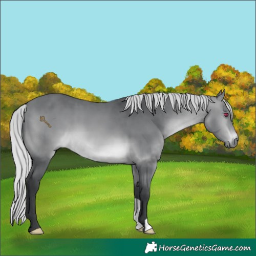 Horse Color:Silver Brown Chinchilla 