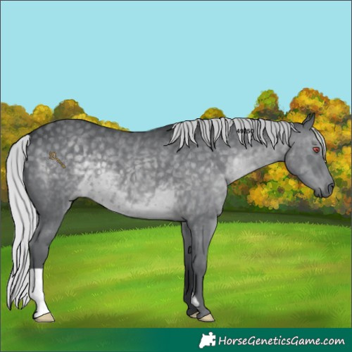 Horse Color:Silver Black Chinchilla