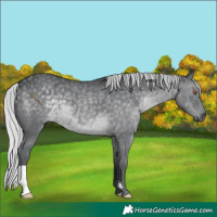 Horse Color:Silver Black Chinchilla 