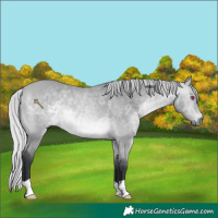 Horse Color:Silver Bay Chinchilla 