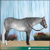 Horse Color:Silver Brown Chinchilla Rabicano 