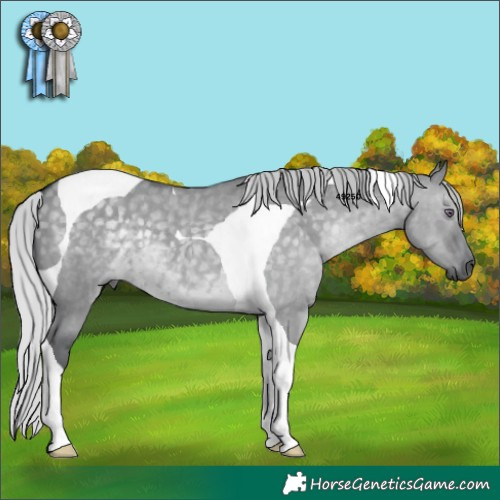 Horse Color:Silver Grullo Chinchilla Tobiano 
