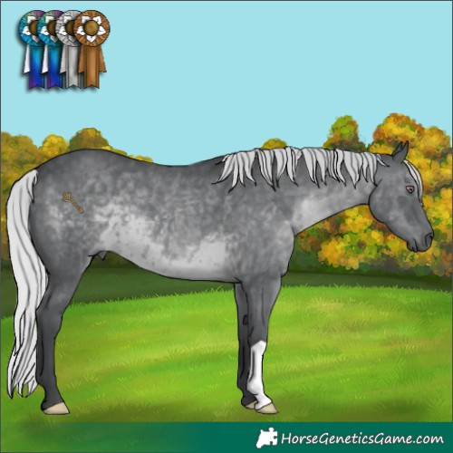 Horse Color:Silver Black Chinchilla 
