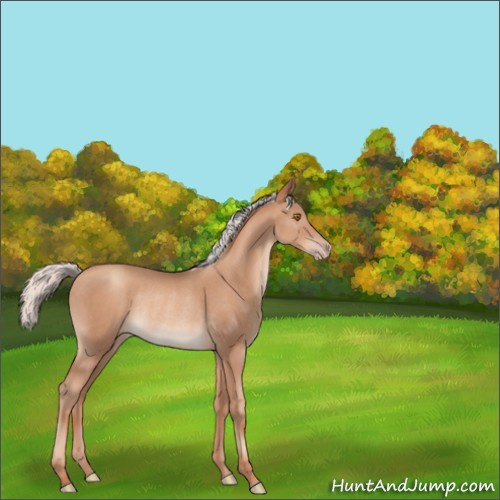 Horse Color:Silver Classic Champagne Rabicano 