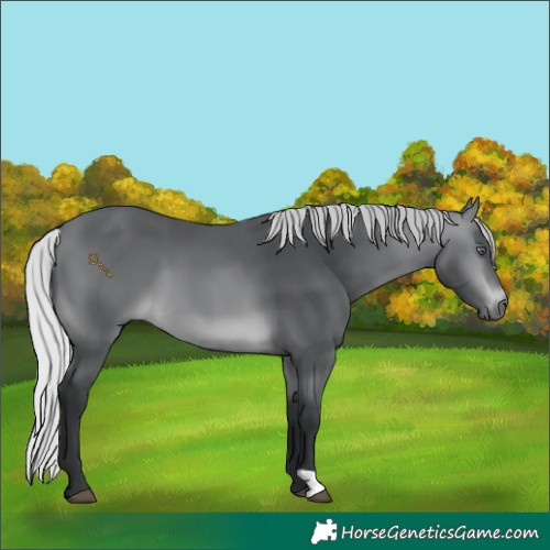 Horse Color:Silver Brown Chinchilla 