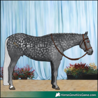 Horse Color:Silver Black Chinchilla 