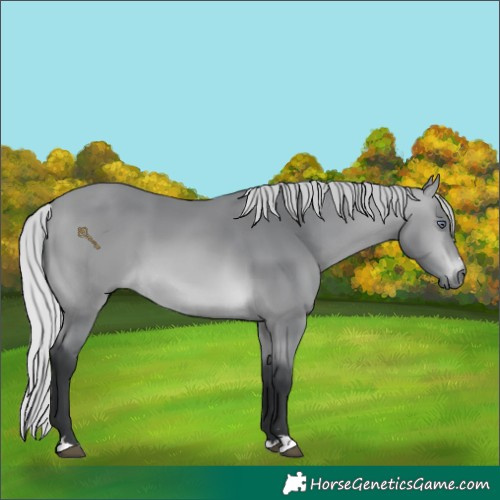 Horse Color:Silver Bay Chinchilla 