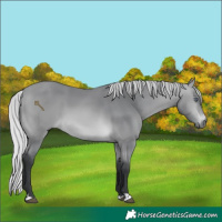 Horse Color:Silver Bay Chinchilla
