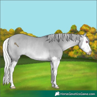 Horse Color:Silver Bay Chinchilla Dun Splash Rabicano 