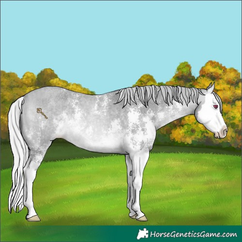 Horse Color:Silver Bay Chinchilla Roan Sabino Splash Rabicano 
