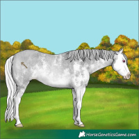Horse Color:Silver Bay Chinchilla Roan Sabino Splash Rabicano 
