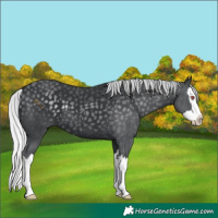 Horse Color:Silver Black Chinchilla Splash 