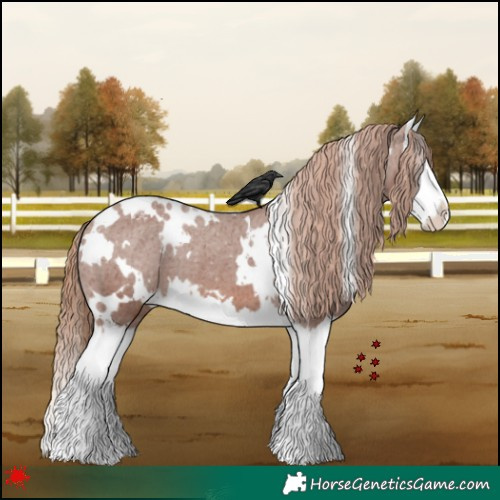 Horse Color:White Spotted Chestnut Splash Varnish