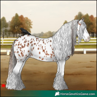 Horse Color:Bay Splash Appaloosa 