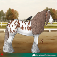 Horse Color:Chestnut Splash Appaloosa