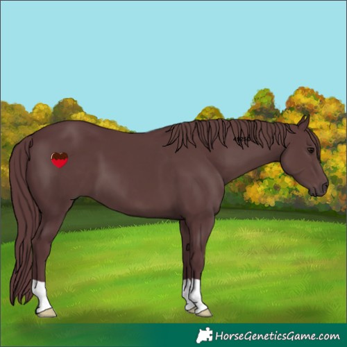Horse Color:Chocolate Black 