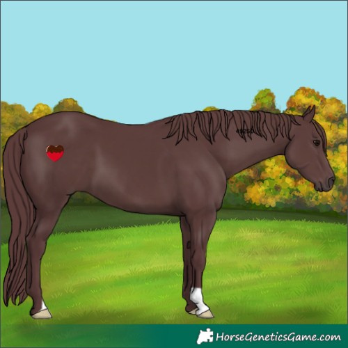 Horse Color:Chocolate Black 