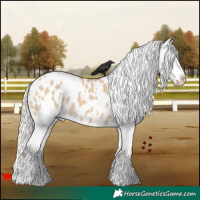 Horse Color:White Spotted Silver Bay Dun Appaloosa 