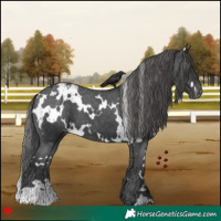 Horse Color:White Spotted Black Appaloosa