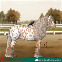 Horse Color:Chestnut Near Leopard 