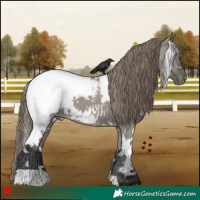 Horse Color:White Spotted Grullo Snowcap 