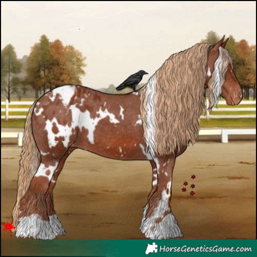 Horse Color:White Spotted Chestnut Appaloosa 