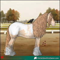 Horse Color:Red Dun Appaloosa 