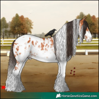 Horse Color:White Spotted Bay Appaloosa