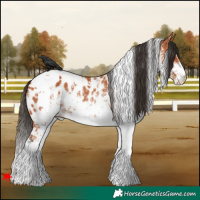 Horse Color:White Spotted Bay Appaloosa 
