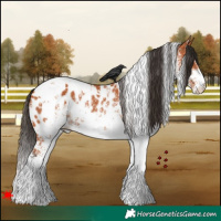 Horse Color:White Spotted Bay Appaloosa 