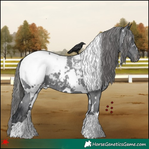Horse Color:White Spotted Black Appaloosa