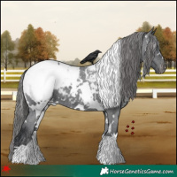 Horse Color:White Spotted Black Snowcap 