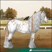 Horse Color:White Spotted Red Dun Appaloosa 