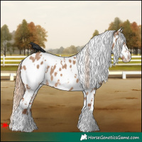 Horse Color:White Spotted Red Dun Appaloosa 