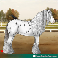Horse Color:White Spotted Black Splash Leopard 