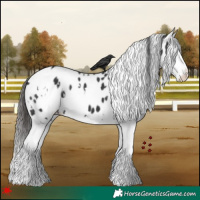 Horse Color:White Spotted Black Splash Appaloosa 