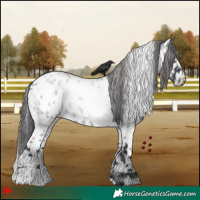 Horse Color:White Spotted Blue Roan Near Leopard 