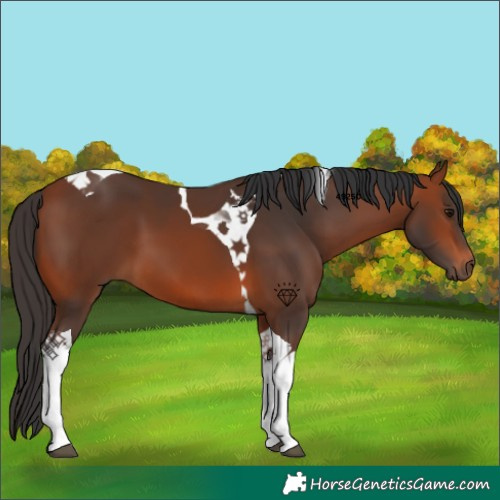 Horse Color:Bay Tobiano 