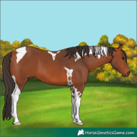 Horse Color:Bay Tobiano 