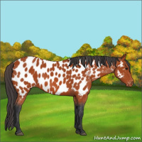 Horse Color:Bay Appaloosa