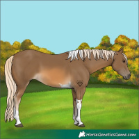 Horse Color:Chocolate Palomino Tobiano