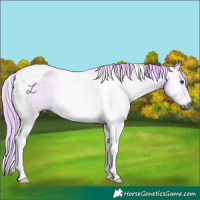 Horse Color:Gray Watercolor Palomino Roan Onyx Tobiano 